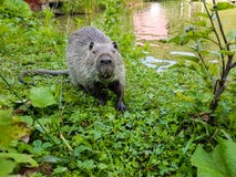 Fermez-vous vers le haut de la photo d'un nutria, également appelée le coypu ou le rat de rivière, sur le fond vert images libres de droits Fermez-vous vers le haut de la photo d'un nutria, également appelée le coypu ou le rat de rivière, sur le fond vert images libres de droits