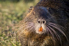 Fermez-vous vers le haut de la photo d'un nutria, également appelée le coypu ou le rat de rivière photos libres de droits Fermez-vous vers le haut de la photo d'un nutria, également appelée le coypu ou le rat de rivière photos libres de droits