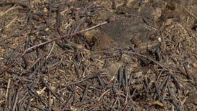 Fermez-vous vers le haut de la vue des fourmis sur la pierre, fourmi de charpentier, herculeanus de camponotus Travail d'équipe : banque de vidéos Fermez-vous vers le haut de la vue des fourmis sur la pierre, fourmi de charpentier, herculeanus de camponotus Travail d'équipe : banque de vidéos