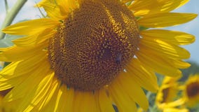 Fermez-vous vers le haut de la vue sur l'abeille rassemblant la semoule du tournesol Tournesol fleurissant dans le domaine agrico banque de vidéos Fermez-vous vers le haut de la vue sur l'abeille rassemblant la semoule du tournesol Tournesol fleurissant dans le domaine agrico banque de vidéos