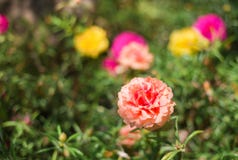 Fermez-vous vers le haut de Portulaca orange image libre de droits Fermez-vous vers le haut de Portulaca orange image libre de droits