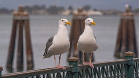 Fermez-vous vers le haut des portraits des mouettes sur le quai du pêcheur sur l'océan à San Francisco photographie stock Fermez-vous vers le haut des portraits des mouettes sur le quai du pêcheur sur l'océan à San Francisco photographie stock