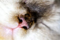 Fermez-vous vers le haut du chat de maison drôle photographie stock Fermez-vous vers le haut du chat de maison drôle photographie stock