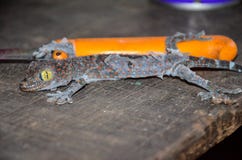 Fermez-vous vers le haut du gecko muant outre de la vieille peau sur une vieille table en bois photo stock Fermez-vous vers le haut du gecko muant outre de la vieille peau sur une vieille table en bois photo stock