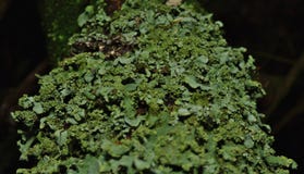 Fermez-vous vers le haut du macro tir du lichen vert - R-U images stock Fermez-vous vers le haut du macro tir du lichen vert - R-U images stock