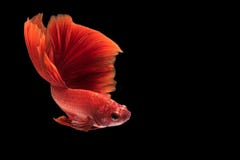 Fermez-vous vers le haut du mouvement d'art des poissons de Betta photo libre de droits Fermez-vous vers le haut du mouvement d'art des poissons de Betta photo libre de droits