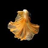 Fermez-vous vers le haut du mouvement d'art des poissons de Betta, poissons de combat siamois photographie stock Fermez-vous vers le haut du mouvement d'art des poissons de Betta, poissons de combat siamois photographie stock