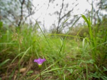 Fermez-vous vers le haut du tir arrière de la fleur pourpre parmi les herbes grandes en bois photo stock Fermez-vous vers le haut du tir arrière de la fleur pourpre parmi les herbes grandes en bois photo stock
