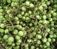 Fermez-vous vers le haut du tir des aubergines vertes de bébé photo libre de droits Fermez-vous vers le haut du tir des aubergines vertes de bébé photo libre de droits