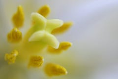Fermez-vous à l'intérieur d'une belle tulipe images stock Fermez-vous à l'intérieur d'une belle tulipe images stock