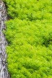 Fermé vers le haut du fond de sedum de mousse d'or Photos stock Fermé vers le haut du fond de sedum de mousse d'or Photos stock