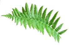 Fern imagem de stock royalty free Fern imagem de stock royalty free