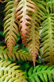 Fern Stock Images