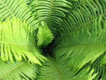 Fern Royalty Free Stock Photography
