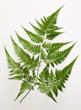 Fern imagens de stock royalty free Fern imagens de stock royalty free