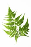 Fern fotografia de stock royalty free Fern fotografia de stock royalty free