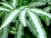 Fern Royalty Free Stock Images