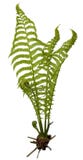 Fern imagem de stock royalty free Fern imagem de stock royalty free