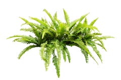 fern fotos de stock fern fotos de stock