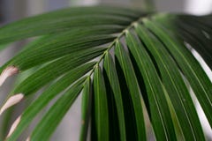 Fern Detail arkivfoto Fern Detail arkivfoto