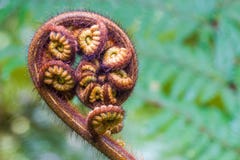 Fern Fiddlehead imagens de stock royalty free Fern Fiddlehead imagens de stock royalty free