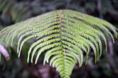 Fern Leaf close upp royaltyfri bild Fern Leaf close upp royaltyfri bild