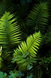 Fern Leaves On A Dark Background Royalty Free Stock Photos Fern Leaves On A Dark Background Royalty Free Stock Photos