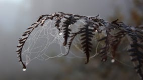Fern-n-web at foggy morning royalty free stock images Fern-n-web at foggy morning royalty free stock images