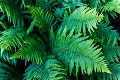 Fern Polypodiopsida avec la vue supérieure photos libres de droits Fern Polypodiopsida avec la vue supérieure photos libres de droits