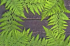 Fern on wooden background stock photos Fern on wooden background stock photos