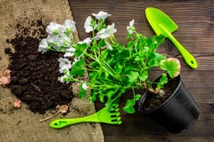 ferramentas e terra verdes de jardim para plantar flores na opinião superior do fundo de madeira da tabela imagens de stock ferramentas e terra verdes de jardim para plantar flores na opinião superior do fundo de madeira da tabela imagens de stock