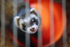 Ferret In The Cage Stock Photography