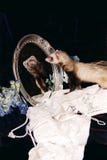 Ferret Looking In The Mirror Royalty Free Stock Photo Ferret Looking In The Mirror Royalty Free Stock Photo