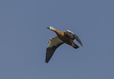 Ferruginea de Ruddy Shelduck Tadorna en vuelo imágenes de archivo libres de regalías Ferruginea de Ruddy Shelduck Tadorna en vuelo imágenes de archivo libres de regalías
