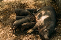 Fertile sow lying on straw and piglets suckling.farm, zoo Vietnamese pigs royalty free stock photo Fertile sow lying on straw and piglets suckling.farm, zoo Vietnamese pigs royalty free stock photo