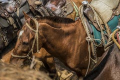 Ferus del Equus - caballo nacional fotografía de archivo Ferus del Equus - caballo nacional fotografía de archivo