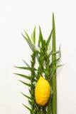 Festival judaico de Sukkot Símbolos tradicionais & x28; Quatro o species& x29;: Etrog, lulav, hadas, arava imagens de stock royalty free Festival judaico de Sukkot Símbolos tradicionais & x28; Quatro o species& x29;: Etrog, lulav, hadas, arava imagens de stock royalty free