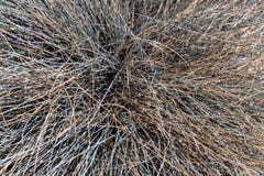 Festuca Cinerea decorative grass Stock Photos Festuca Cinerea decorative grass Stock Photos