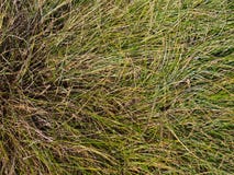 Festuca glauca ornamental grass close up. royalty free stock photos Festuca glauca ornamental grass close up. royalty free stock photos