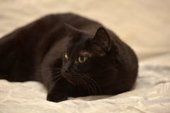 https://thumbs.dreamstime.com/t/fette-schwarze-katze-66891739.jpg