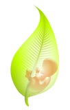 Fetus In Green Leaf