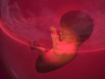 Fetus I
