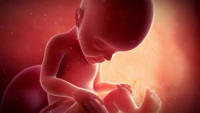 A fetus - week 27