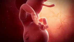 A fetus - week 39