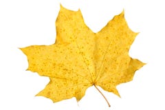 Feuille d'érable orange d'isolement sur le blanc Lame sèche d'automne Photos stock Feuille d'érable orange d'isolement sur le blanc Lame sèche d'automne Photos stock