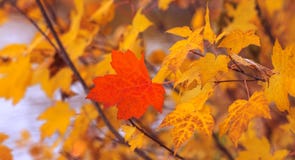 Feuille d'érable rouge d'isolement sur le fond d'autres feuilles jaunes n photo stock Feuille d'érable rouge d'isolement sur le fond d'autres feuilles jaunes n photo stock