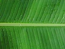 Feuille de banane avec la rosée Photographie stock libre de droits Feuille de banane avec la rosée Photographie stock libre de droits