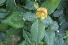 Feuille jaune de vert de bourgeon photos stock Feuille jaune de vert de bourgeon photos stock