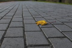Feuille jaune isolée sur un trottoir gris photographie stock Feuille jaune isolée sur un trottoir gris photographie stock
