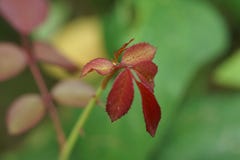 Feuille rose de couleur rouge Macro, fond photos libres de droits Feuille rose de couleur rouge Macro, fond photos libres de droits